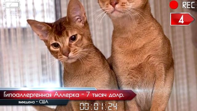 ТОП 10 САМЫХ ДОРОГИХ КОТОВ смотреть онлайн