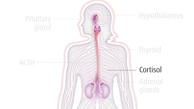 A Guide to Your Body's Biological Response to Stress смотреть онлайн