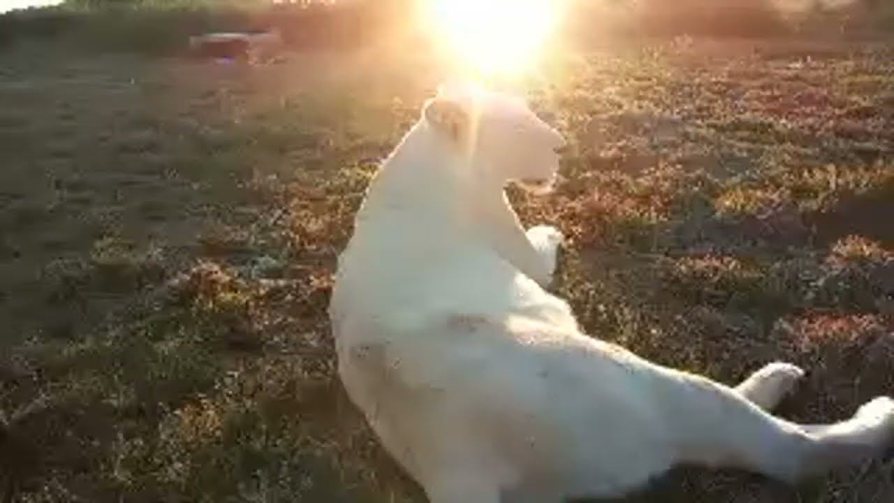Living_with_lions в прямом эфире! смотреть онлайн