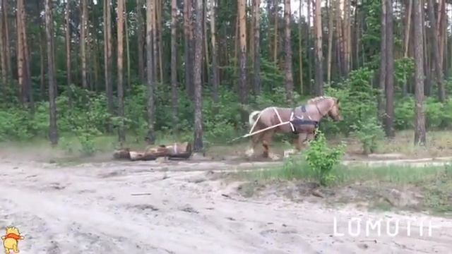 Самый большой конь! Советский тяжеловоз. Между нами тает лед. смотреть онлайн