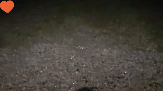 черепаху не смог забрать домой? смотреть онлайн