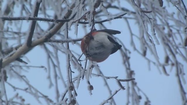 Снегири питаются семенами березы смотреть онлайн