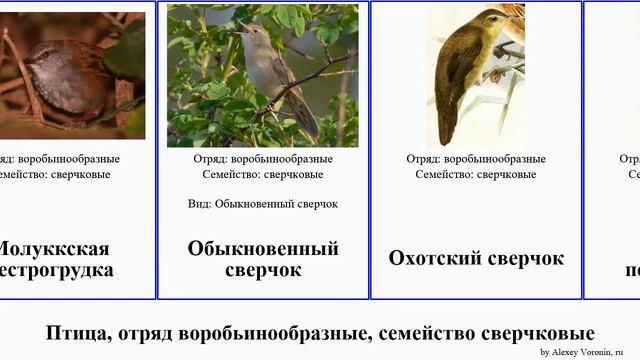 Птица, отряд воробьинообразные, семейство сверчковые пестрогрудка сверчок birds жаворонковый певун смотреть онлайн