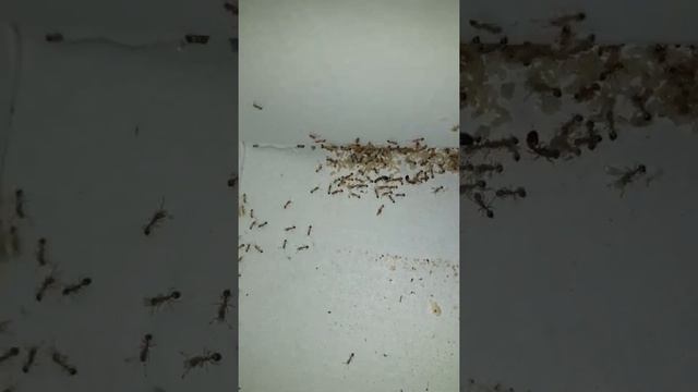 Муравьи фараоны смотреть онлайн