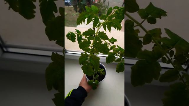 Мои растения на работе! Подскажите пожалуйста, чем, как по какой схеме подкармливать их ? смотреть онлайн