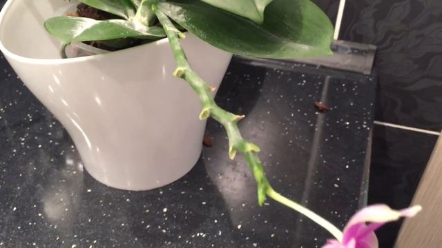 Две орхидеи, купленные в один день. Виолацея и Бронзовый Будда. смотреть онлайн