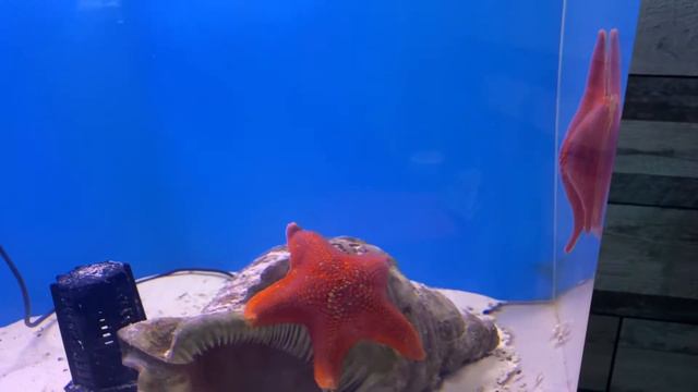 Bat Star (Webbed Starfish) смотреть онлайн