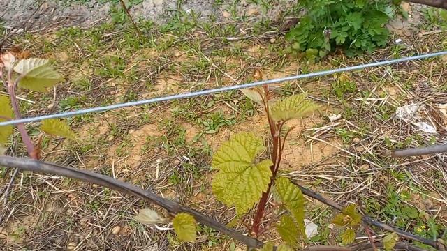 Уход за запустившимся виноградом, средняя полоса смотреть онлайн