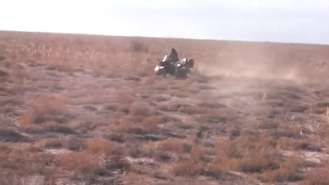 Arctic cat смотреть онлайн
