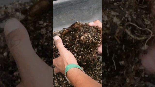 Amorphophallus titanum leaf development (corpse flower) смотреть онлайн