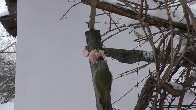 Дятел Седой и Синицы Сало Зима Денисово Pa770 8 1 смотреть онлайн