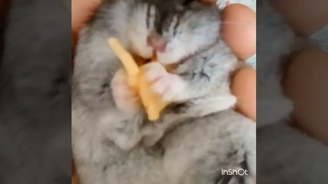 Хомяк ест сыр в замедленном действии смотреть онлайн