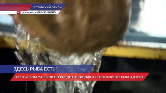 Нижегородским журналистам показали, как проходит зарыбление Волги и Оки смотреть онлайн