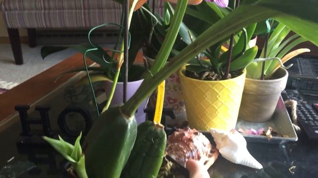 My Lycaste Orchid Red Jewel смотреть онлайн