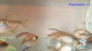 Бриллиантовая тетра, Moenkhausia pittieri, HOW TO: Breed Moenkhausia pittieri, Zierfische, 觀賞魚
