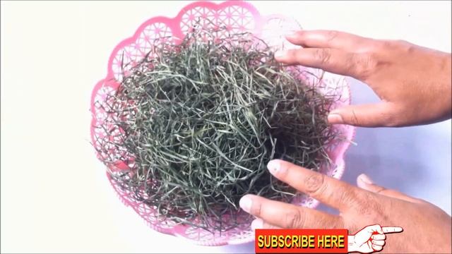 Wheatgrass Powder Juice|How To Grow Organic And Make Powder at Home смотреть онлайн