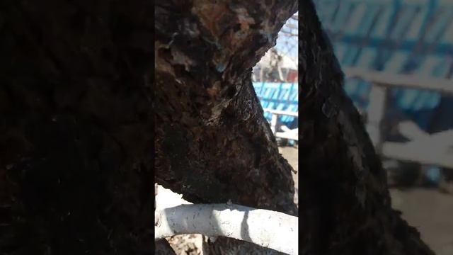 Яблоня грушовка после зимовки 1 смотреть онлайн