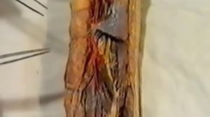 область плеча  топографическая анатомия