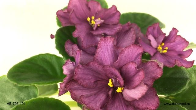 Сиреневый цветок с красной фантазийной каймой - сеянец фиалки АВ-795-101 от Фиалковода смотреть онлайн