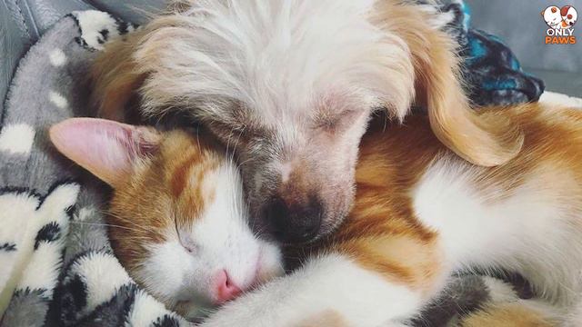 Eine Frau brachte ein Straßenkätzchen mit nach Hause und ihr Hund tat ihm das an! смотреть онлайн