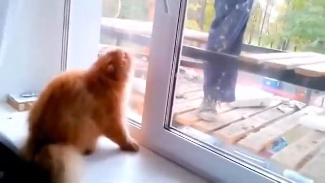 кот защищает свой дом смотреть онлайн