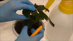 БЕГОНИЯ ЭЛАТИОР ? РАЗМНОЖЕНИЕ ЛИСТОМ ? МОЙ ОПЫТ