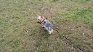 Выгул йоркширского терьера: практические рекомендации