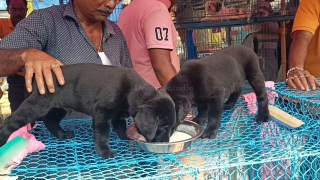 Resent week DOG PUPPY'S Price Update, Galif Street pet market Kolkata, galif Street dog market, Dog смотреть онлайн