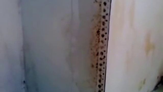 Грибные загадки: распознавание и классификация