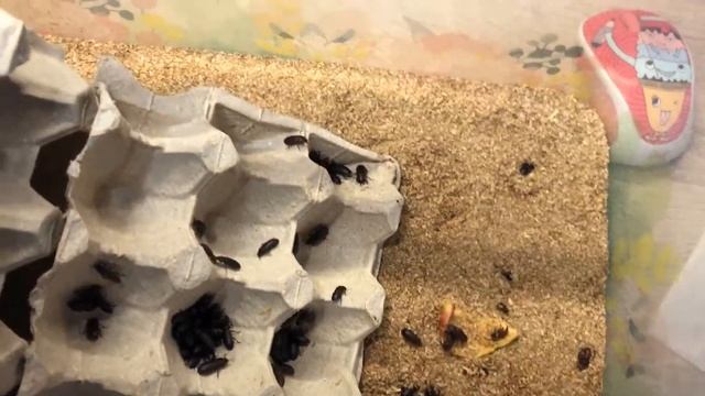Жуки чернотелки или мучной хрущак. Разведение кормовых насекомых смотреть онлайн