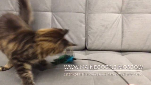 №2675Y кот Мейн-кун чёрный пятнистый (n24) 5 мес. смотреть онлайн