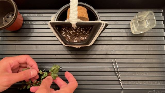 How To Propagate Pilea Libanensis смотреть онлайн