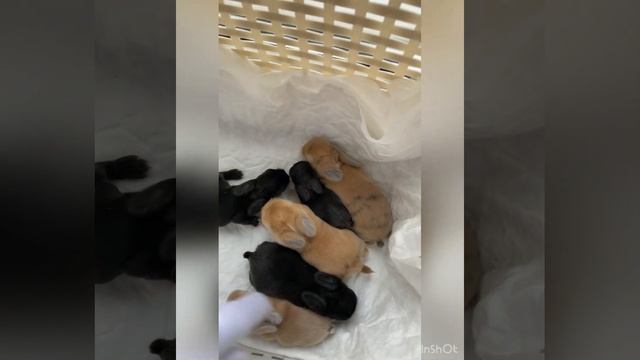 Карликовые вислоухие кролики питомника «Ушастый друг» смотреть онлайн