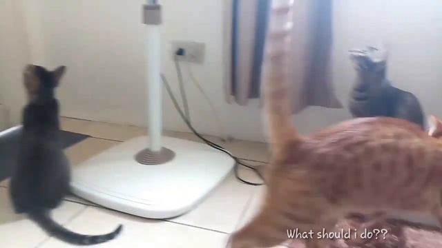 Cat staring at wall|Cats really wants something at the wall смотреть онлайн