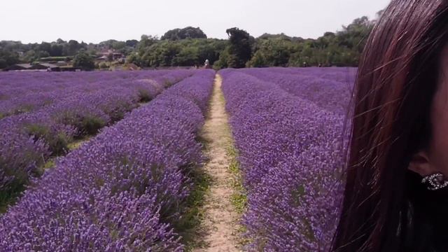 Dreamy lavender field смотреть онлайн