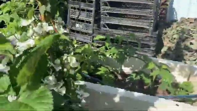 Чёрная магия ремонтантный сорт ежевики. Первое цветение. смотреть онлайн