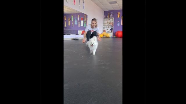 японский шпиц #питомник #продажащенков #японскийшпиц # смотреть онлайн