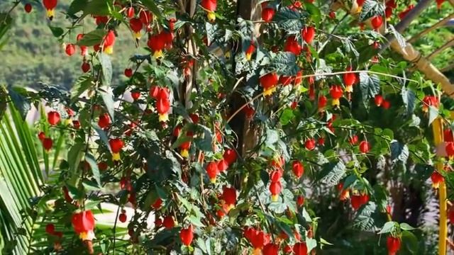Abutilon maple room Абутилон комнатный клен смотреть онлайн