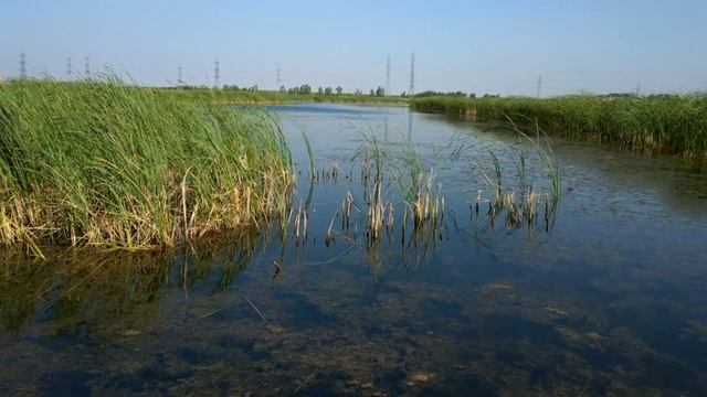КРУПНЫЙ КАРАСЬ НА МАНКУ / Рыбалка на УДОЧКУ. смотреть онлайн