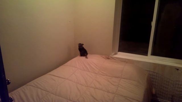 Chinchilla wall run смотреть онлайн