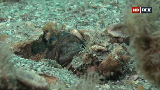 Как самец рыбы-челюсть из семейства Большеротые (Opistognathidae) проявляет заботу о потомстве ? смотреть онлайн