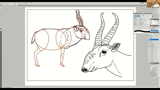 Как нарисовать туловище сайгака - мастер-класс от Julius T. Csotonyi смотреть онлайн