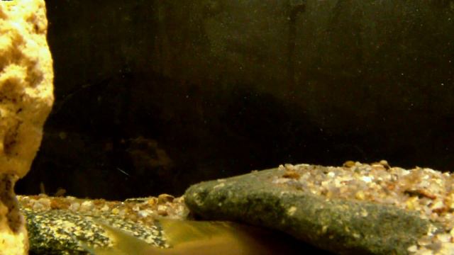 Neolamprologus pulcher sp. "Daffodil" with fry смотреть онлайн