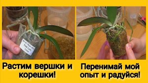 Опыт десятка лет! Как, во что пересадить новую орхидею? Стоит ли пересаживать сразу? И многое другое