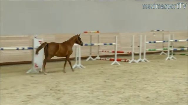 Хьюго-Виват. Шоу молодых лошадей. смотреть онлайн