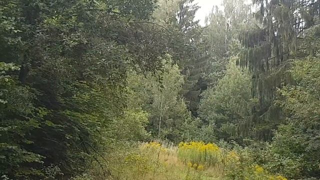 ВКУСНЯШКИ ИЗ ЛЕСА ДЛЯ ПОПУГАЕВ. КАКИЕ РАСТЕНИЯ МОЖНО НАЙТИ ДЛЯ ПТИЦ В ЛЕСУ В КОНЦЕ АВГУСТА. смотреть онлайн