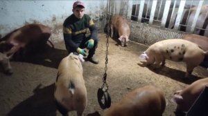 за сколько Будни Фазенды продает рецептуры комбикорма для Свиней