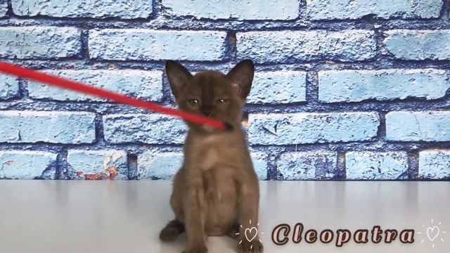 Соболиный котёнок Клеопатра. Девочка. Питомник бурманских кошек Freya Way смотреть онлайн