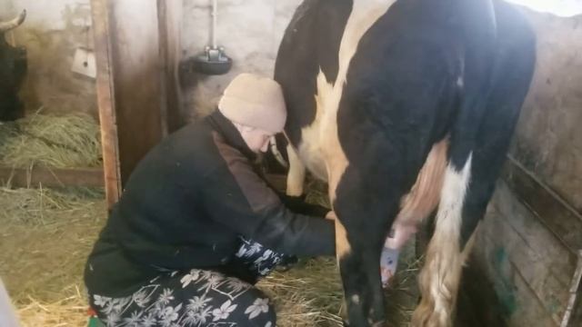 дойка коров Аппараты Меласти и Буренка смотреть онлайн