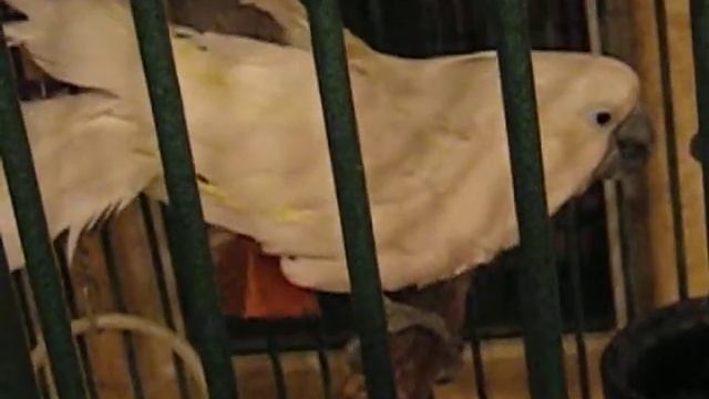 umbrella cockatoo masturbating смотреть онлайн